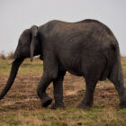 Elefant