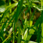 Libelle im Quechee State Park