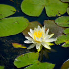 Seerose im Quechee State Park