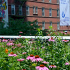 Blumen bei der High Line