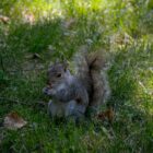 Squirell im Central Park