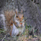 Squirell im Central Park