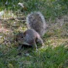 Squirell im Central Park