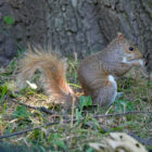 Squirell im Central Park