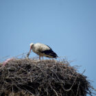 Storchennest
