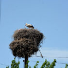 Storchennest