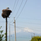 Storchennest